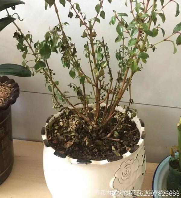 三伏天養花，澆水太難了，學好竅門是關鍵