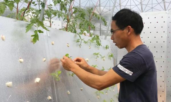 浙江農民“空氣種菜”畝年產5萬斤，立柱6個面種390棵菜，漲見識
