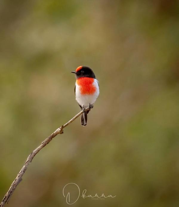 枝上有隻漂亮鳥兒……