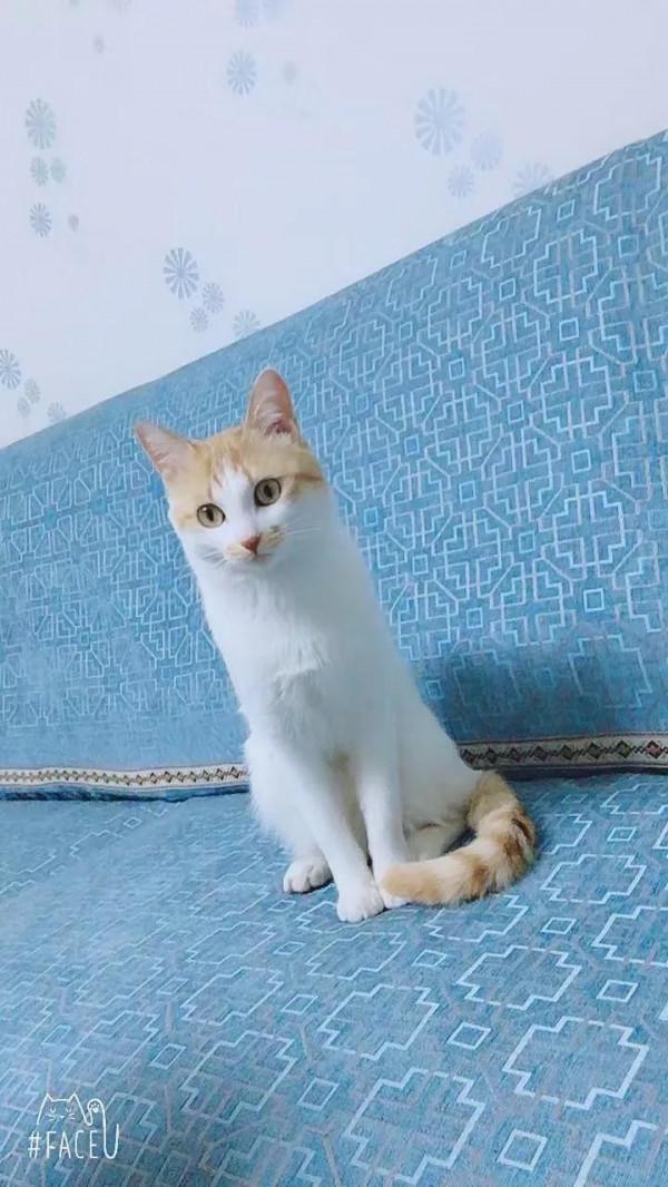 家有萌寵歡樂多