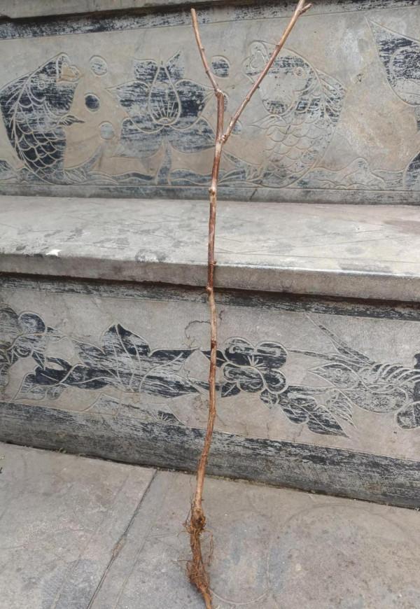 購買果樹、花苗的朋友們，注意了，以此為戒，謹防上當