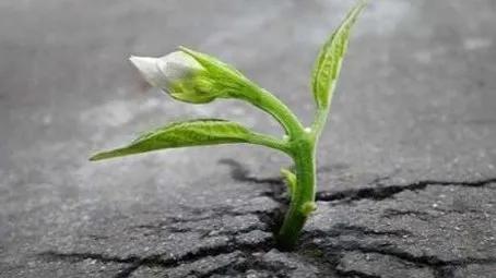 福兮?禍兮?亦或逆向而生? 福兮?禍兮?亦或逆向而生?