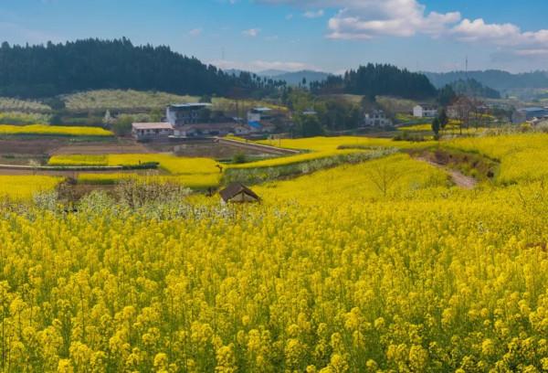 今年賞桃花，千萬別錯過大英&CenterDot;宋井桃源！