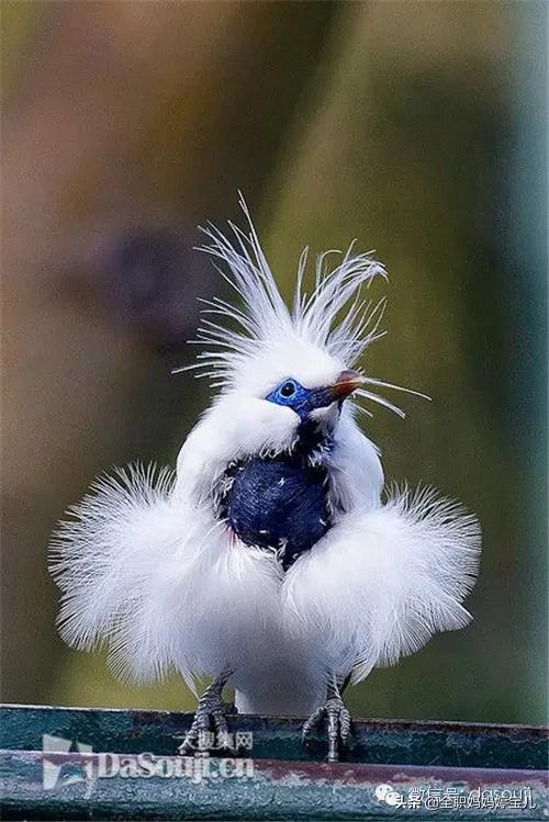 分享——稀奇古怪的鳥