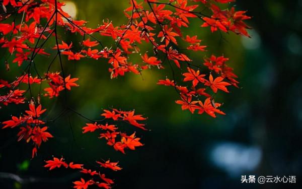 南宋的一首七律，描繪了一幅美麗的秋景圖，更富有理趣