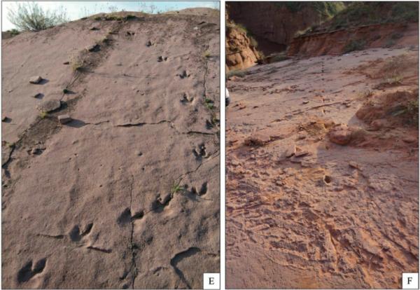 陝西竟然發現了恐龍足跡,是真的麼? 陝西竟然發現了恐龍足跡,是真的麼?