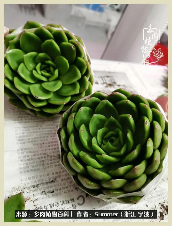 多肉小白2個月成功入坑:有我在,你們就負責變美吧 多肉小白2個月成功入坑:有我在,你們就負責變美吧