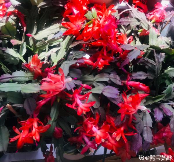 入秋一盆水，休眠的花“醒了”，猛長大花苞