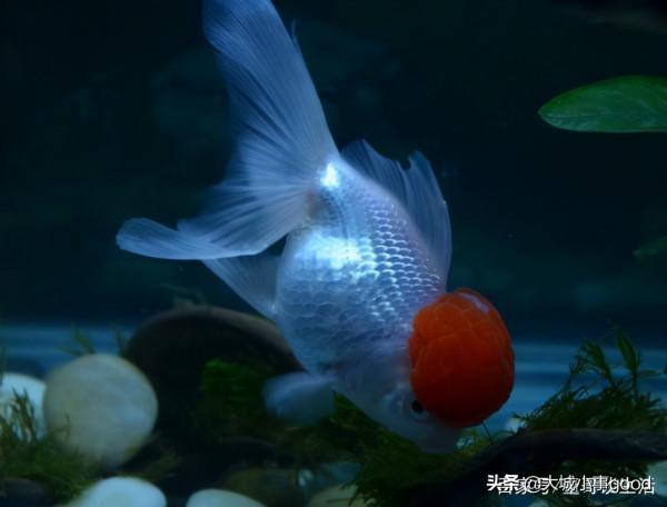 新手養魚的3個小技巧，分享給大家