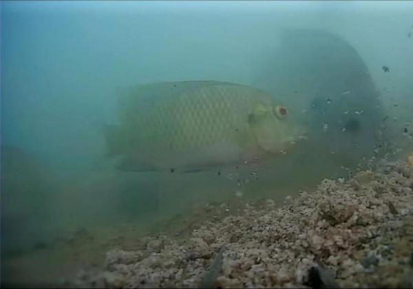 野釣使用商品餌，釣一會就停口了，可能跟窩子越釣越遠有關