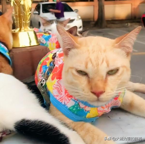 環衛大叔撿到9只流浪貓,養得膘肥體壯,垃圾車成了“擼貓車” 環衛大叔撿到9只流浪貓,養得膘肥體壯,垃圾車成了“擼貓車”