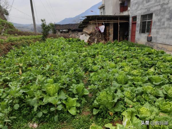 vivo X70 Pro&plus;拍照樣張賞析分享（第7期）