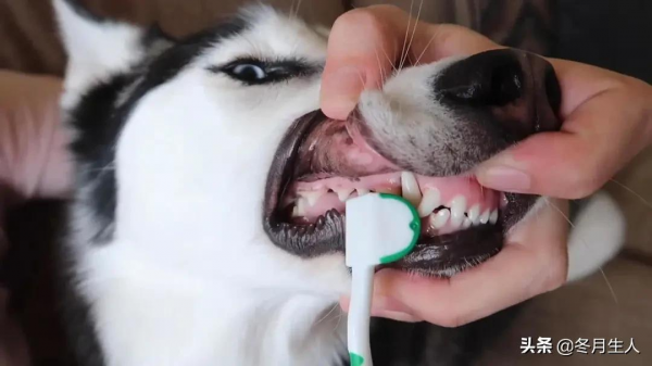 究竟什麼時候該給寵物刷牙？不刷牙真的會生病嗎？