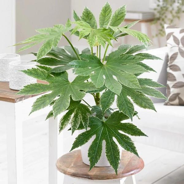 朝東窗臺上少不了的18種盆栽植物,開花植物和觀葉植物任你選 朝東窗臺上少不了的18種盆栽植物,開花植物和觀葉植物任你選