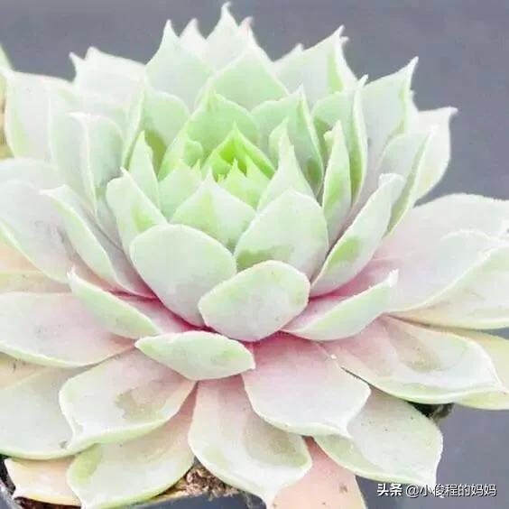 分享——石蓮花