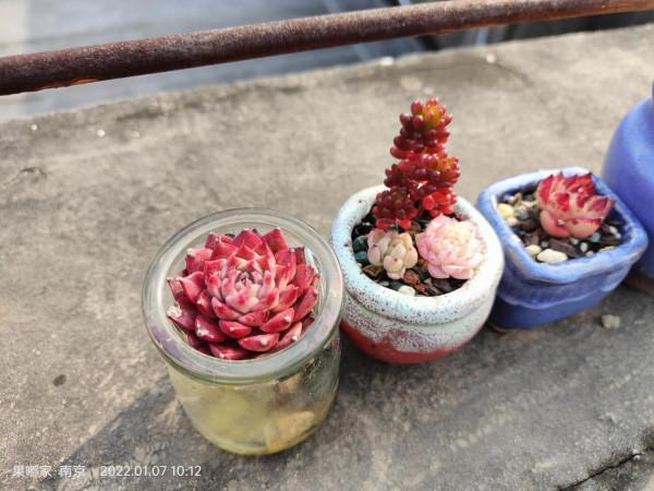 露養肉該有的健康色