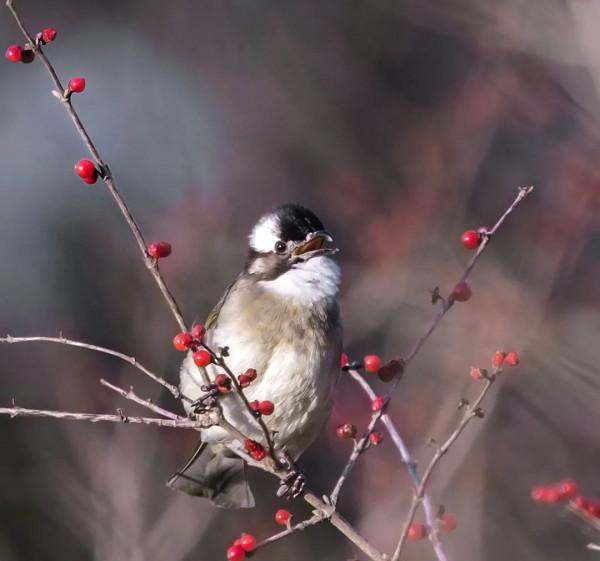 京西驚現白頂溪鴝!在平原地帶屬罕見鳥種 京西驚現白頂溪鴝!在平原地帶屬罕見鳥種