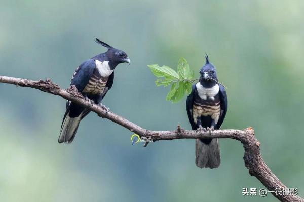 鳥兒美成雙。杭州翁劍敏/攝影 鳥兒美成雙。杭州翁劍敏/攝影