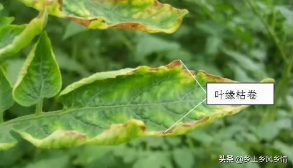 葉子黃缺什麼肥料?主要是缺這五類肥,對症施肥才是正確的做法 葉子黃缺什麼肥料?主要是缺這五類肥,對症施肥才是正確的做法