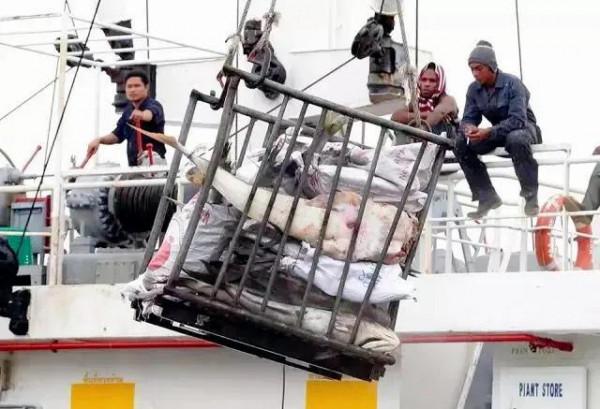 海鮮與屍體一起冷凍——揭秘人血海鮮的背後 海鮮與屍體一起冷凍——揭秘人血海鮮的背後