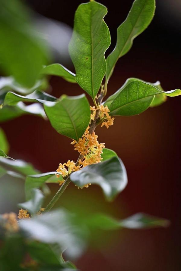 桂子月中落 天香雲外飄 | 頤和園古桂飄香