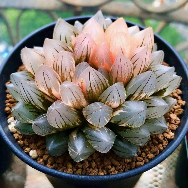 山東男子花費5萬買一盆多肉綠植，越養越值錢，到底長啥樣