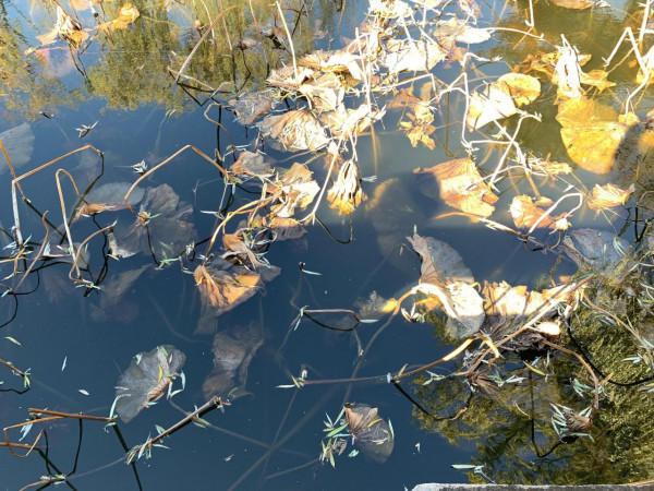 頤和園探秘（2）園中之園-諧趣園