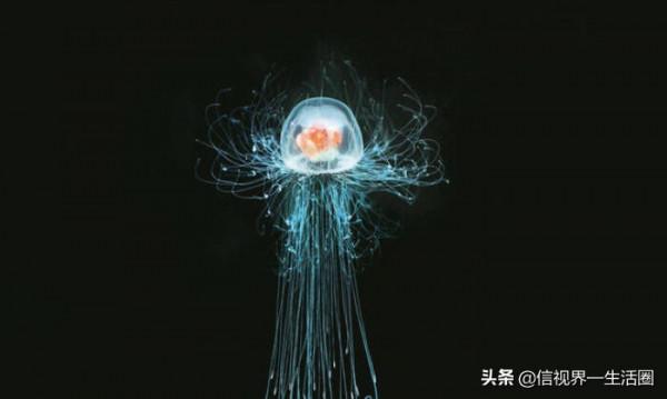 動物的世界之最 動物的世界之最