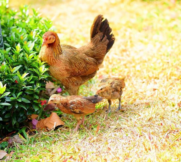 母雞報恩，你救我一命，我也救你一命