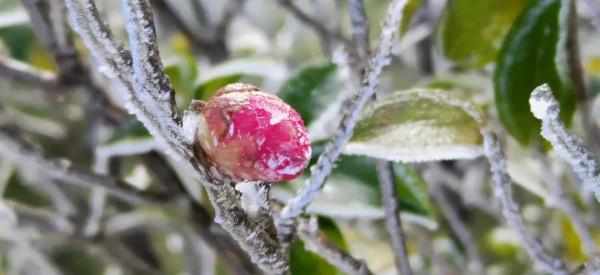她來啦！東獅山絕美霧凇來襲