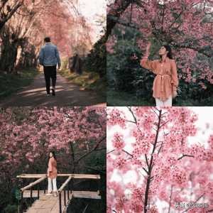 冷季泰國賞櫻花，就來清邁5大櫻花之地