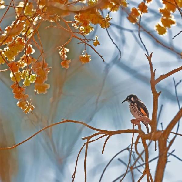 畫中只有美麗的鳥兒