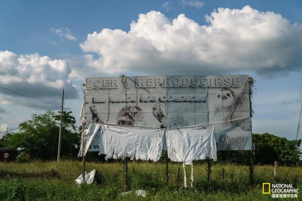 溫順的樹懶是如何成為&OpenCurlyDoubleQuote;明星寵物&rdquo;的？