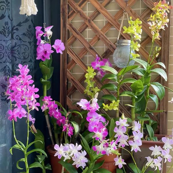 10種“喜陰花”，好養又漂亮，光線不好養一盆，北陽臺也能美美噠