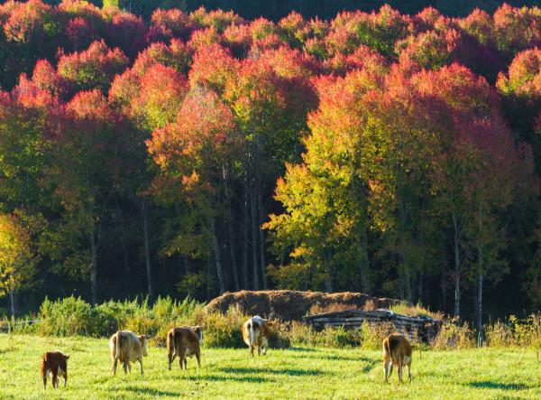 多少人的夢想!湖南姑娘用5年,在新疆禾木打造了個絕美花園 多少人的夢想!湖南姑娘用5年,在新疆禾木打造了個絕美花園
