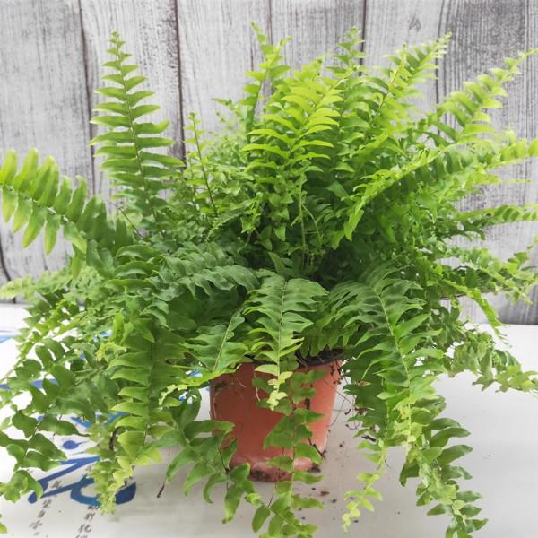 100種觀葉綠植,50種大型的,50種小型的,家裡沒有陽光也能養 100種觀葉綠植,50種大型的,50種小型的,家裡沒有陽光也能養