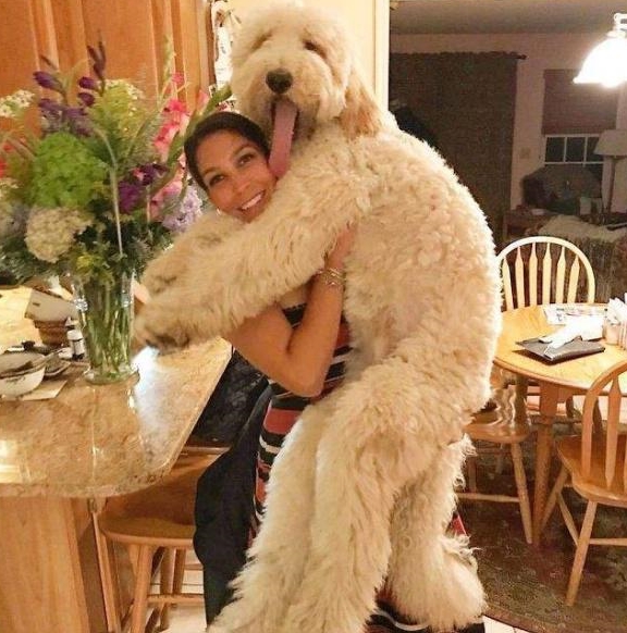 女生適合養這幾種“大狗”，你知道為什麼嗎？