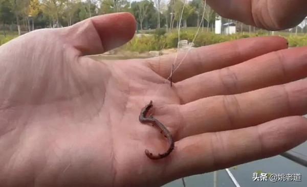 天冷了,蚯蚓釣大板鯽越來越好用,如何應對雜魚鬧鉤就成了關鍵 天冷了,蚯蚓釣大板鯽越來越好用,如何應對雜魚鬧鉤就成了關鍵