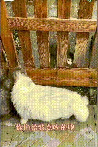 流浪貓多次上門求收養，被拒後仍不死心“擠進去”，結果被打臉