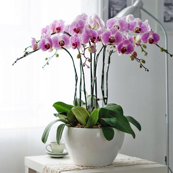 5種&OpenCurlyDoubleQuote;富貴花&rdquo;，越冷越開花，開在冰雪裡，氣質高雅又漂亮