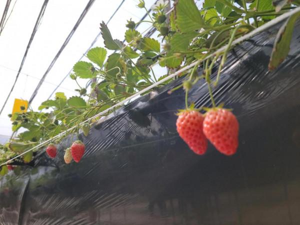 信都區李村鎮樂豐草莓採摘園叫人愛