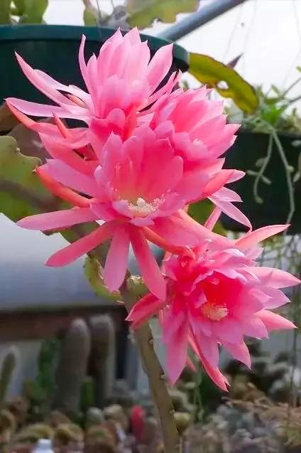 分享：曇花一現，精彩絕倫，讓人驚歎