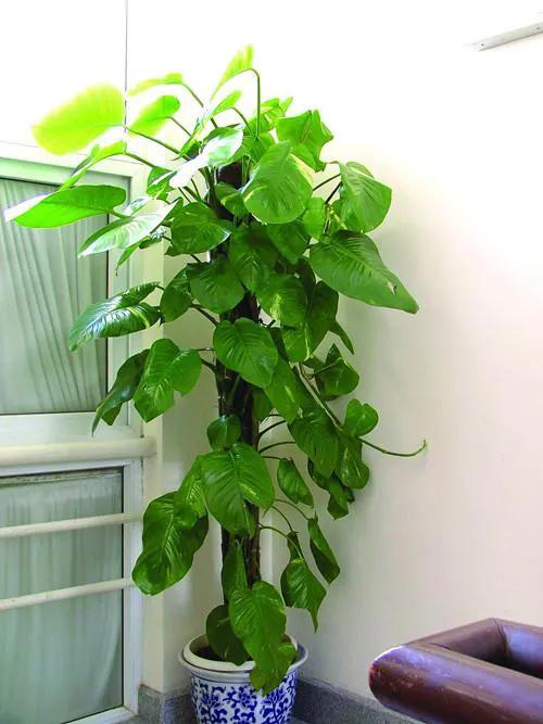 我喜歡的綠蘿
