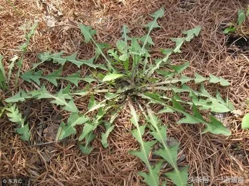 一個全身都是寶的神奇植物，你能說出它的幾種吃法？