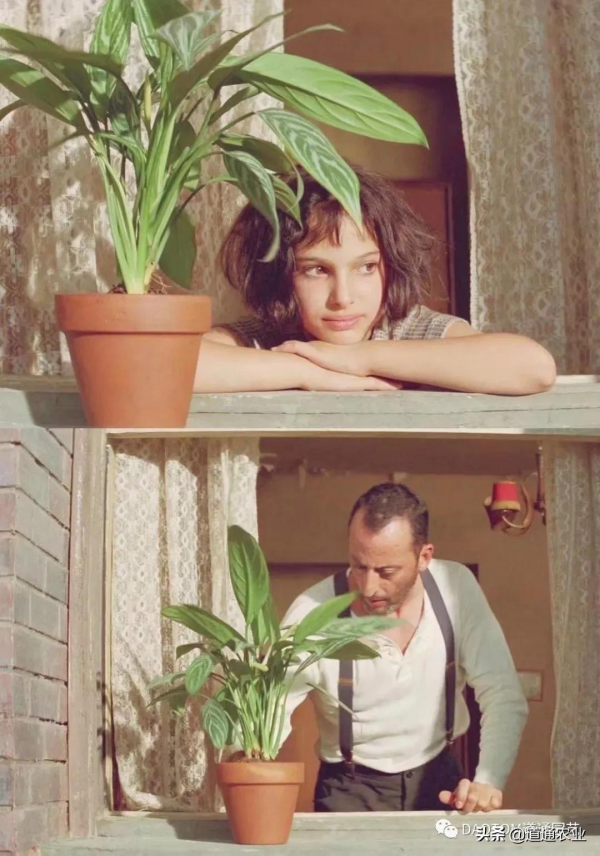 花友的假期影單推薦:這幾部園藝主題電影希望能治癒你的心 花友的假期影單推薦:這幾部園藝主題電影希望能治癒你的心