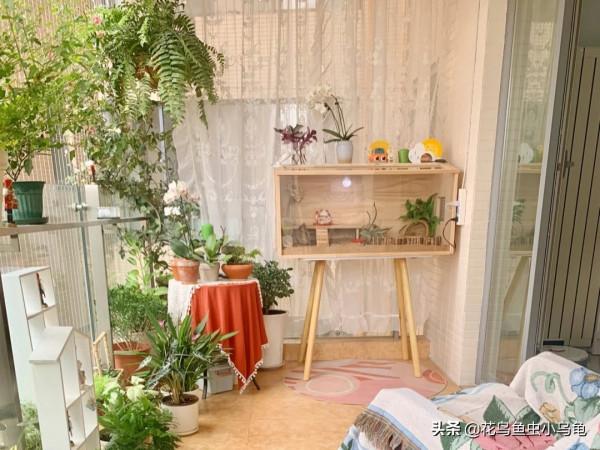 寵物養出新境界,養蘆丁雞,造景、撿蛋兩不誤 寵物養出新境界,養蘆丁雞,造景、撿蛋兩不誤