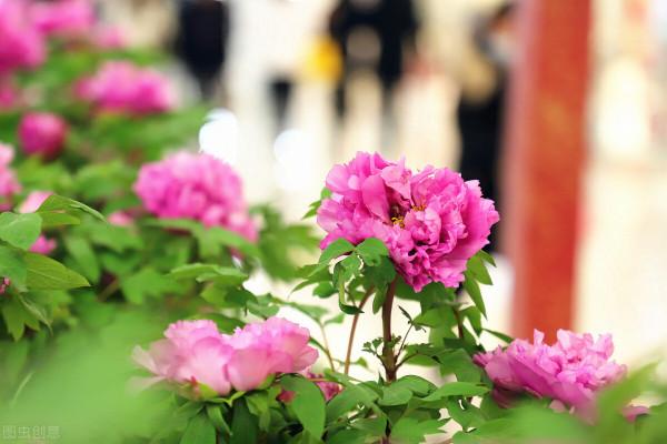 和家，才能新旺