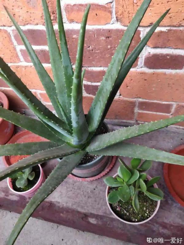 注意!花盆要是太深,養花要注意,很容易爛根 注意!花盆要是太深,養花要注意,很容易爛根