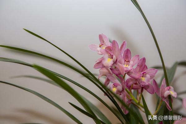 2022新春遊園&mdash;&mdash;植物園賞花