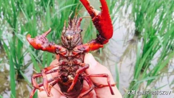 稻田培育小龍蝦苗，為何數量和規格跟別人相比差距大？